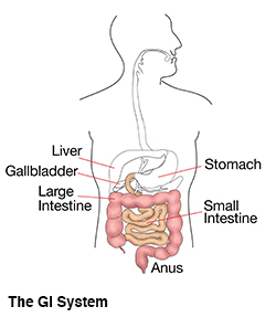 GI-systems-anatomy-ostomy-illustration