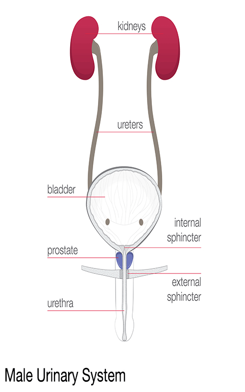 male-urinary-system-illustration-revised