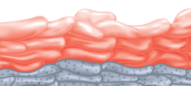 Ceramide