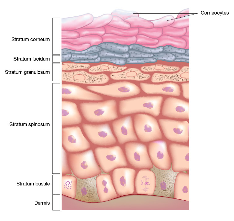 epidermis-illustration
