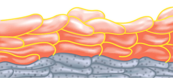 Lipid_Matrix
